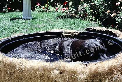 Labrador Retriever in a bath