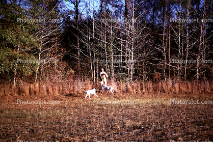 Hunting Dogs, Pointer, Talleyho