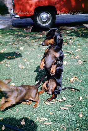 dachshundt, Wiener Dog, small dog breed