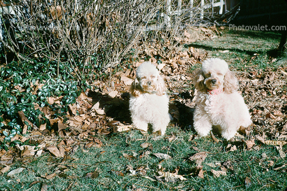 Two Poodles