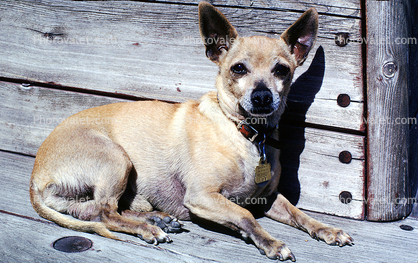 Chihuahua, small dog breed