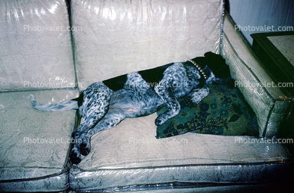 Sleeping Dog, Sofa with plastic wrap