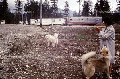 Huskies, husky, trees, cars, trailer home, 1950s