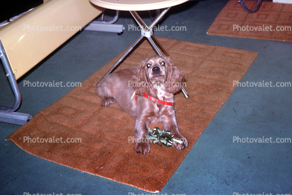Dog, Carpet, Rug, 1960s