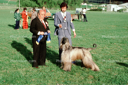 Afghan, Dog Show, 1960s