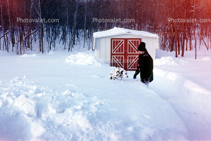Dalmation Dog, Tool shed in the Snow, Cold, Ice, Chill, Chilly, Chilled, Frigid, Frosty, Frozen, Icy, Nippy, Snowy, Winter, Wintry, 1960s