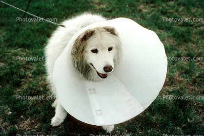 Cone, smiling dog, No-Bite Collar, Anti Bite Collar