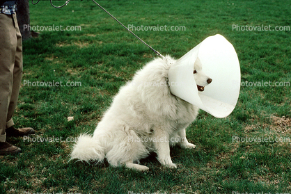 Cone, smiling dog, No-Bite Collar, Anti Bite Collar, leash