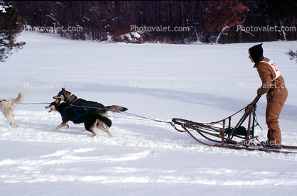 Dog Sledding, sled, husky