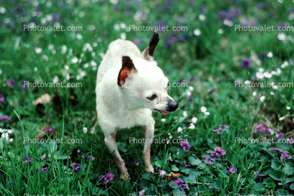 Chihuahua, small dog breed