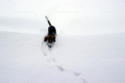 Beagle pawprints, snow