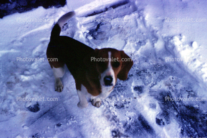 Beagle in the snow, ice, cold