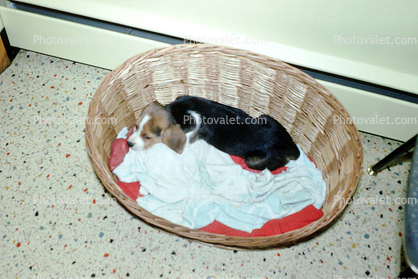 Puppy in a wicker basket, sleeping, let sleeping dogs lie