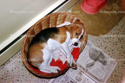 Puppy in a wicker basket