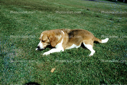 Dog Chewing a Bone, lawn, backyard