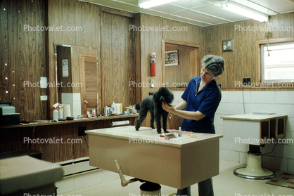 haircut, poodle, grooming, groomers, shampoo, doggy bath, May 1973