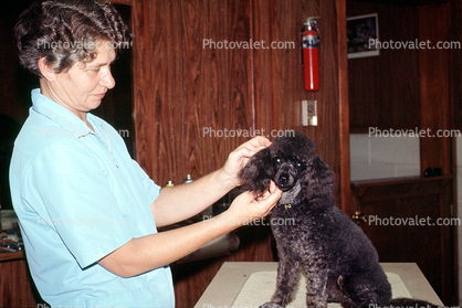 haircut, poodle, grooming, groomers, shampoo, doggy bath, July 1973