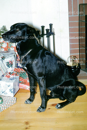 Black Dog and Presents