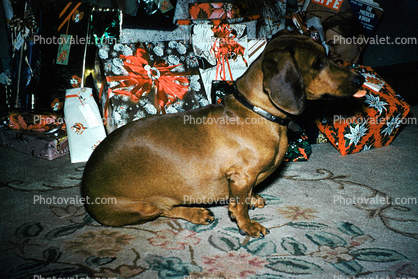 Dachshund, Wiener Dog, Presents, small dog breed, 1950s