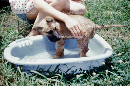 Wet Puppy, Bath, Cute, hand, water, backyard, 1950s