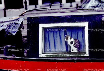 Cat in a Window on a Canal Boat, Amsterdam, Holland