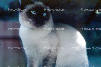 Siamese Cat, Asian, Felis catus, tanzanite-blue eyes, Chuck