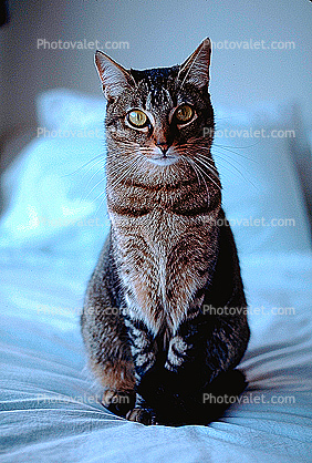 Abyssinian sitting and staring right at you