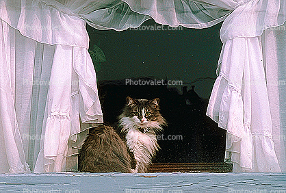 Cat in a Window, Drapes, Curtains