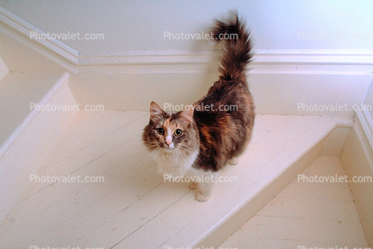 Calico, MeYou the magical cat, This was my cat for 17 years