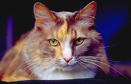 Calico, MeYou the magical cat, This was my cat for 17 years