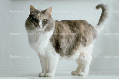 Calico, MeYou the magical cat, This was my cat for 17 years, Paintography