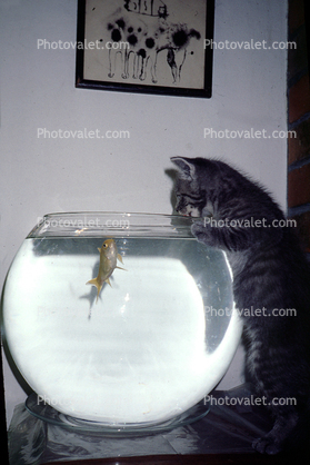 Kitten and a Goldfish Bowl, water, cute, funny