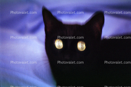 Black Cat, Yellow Eyes