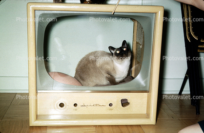 Siamese Cat in an old TV frame, 1960s