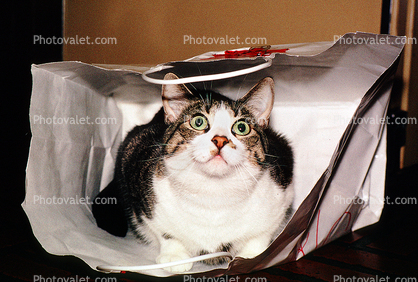 Cat in a Bag, funny, humorous, humor