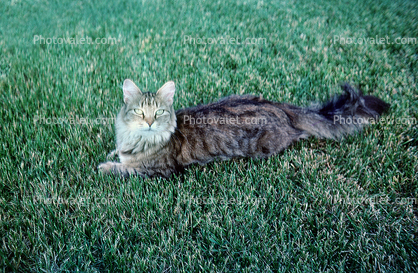 Cat on a Lawn, regal, lawn