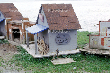The Biggest Littlest Cat House in Gold Beach, The North Jetty Cats Sanctuary, Gold Beach, Oregon, Rogue River