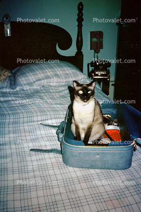 Siamese Cat, Bed, Suitcase, funny, humorous