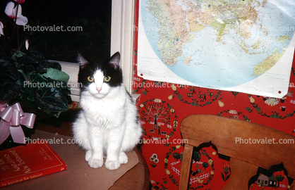 Cat, Map, eyes, 1950s