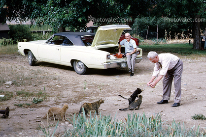 Stray Cats, Man, Dodge Car, Trunk, 1960s