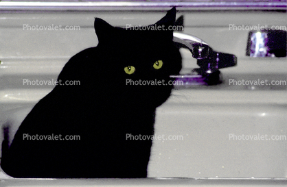 Black Cat in a sink, panther eyes