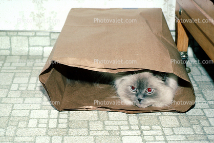 Siamese, Paper Bag, Cute, Funny