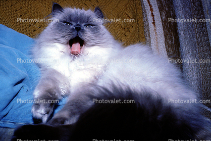 Siamese Cat Face, wide open mouth, yawn