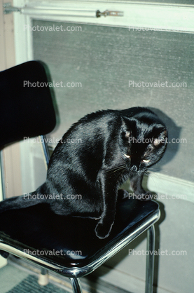 Black Cat on a Black Chair, small panther