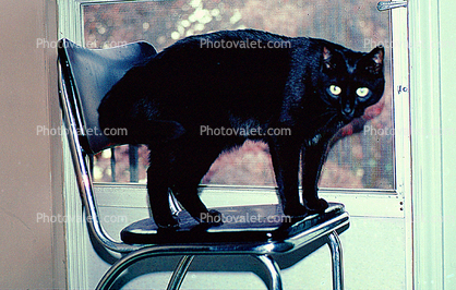 Black Cat on a Black Chair, small panther, standing