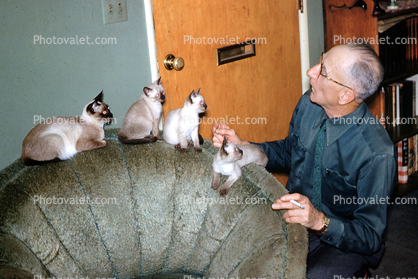 Siamese Cat, Kittens, 1950s