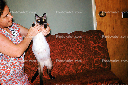 Siamese Cat, 1950s