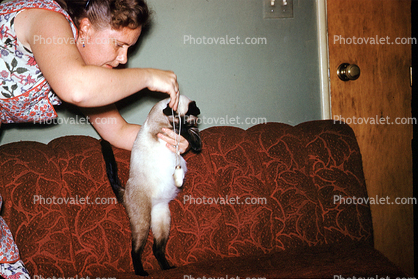 Siamese Cat, 1950s