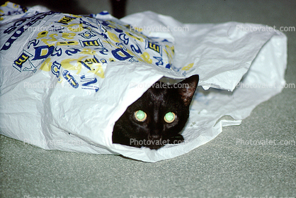 Black Cat in a bag, cute, funny