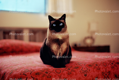 Siamese Cat Sitting on a Bed